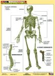 Tanulói munkalap, A4, STIEFEL Az emberi csontváz