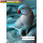 Füzet pd kisalakú 32 lapos 27-32 kockás Colores Bird
